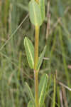 Largeflower milkweed